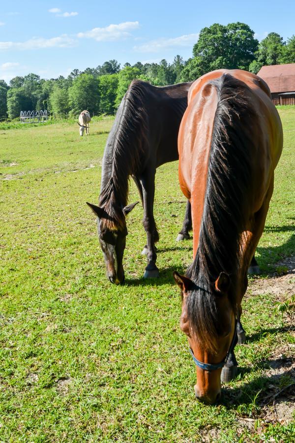 Dublin Farm Bed & Breakfast Luaran gambar