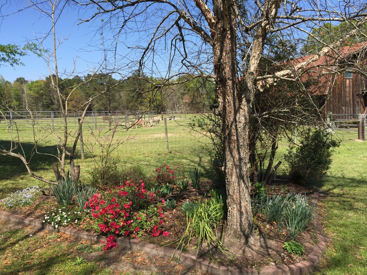 Dublin Farm Bed & Breakfast Luaran gambar